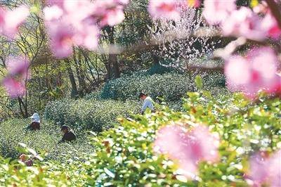 人民日报海外版关注河南省信阳市商城县：一杯毛尖的含“金”量更足了